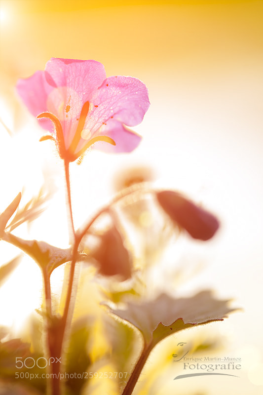 Canon EOS 5D Mark II sample photo. Sonnige farben photography