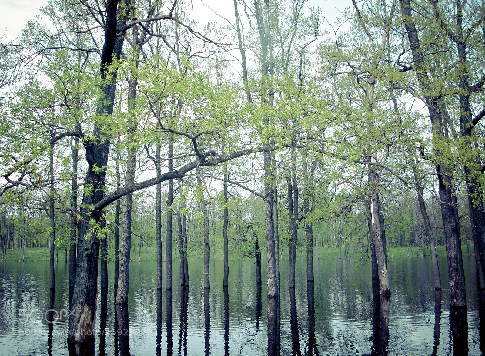 Canon POWERSHOT G9 sample photo. Mistic forest photography