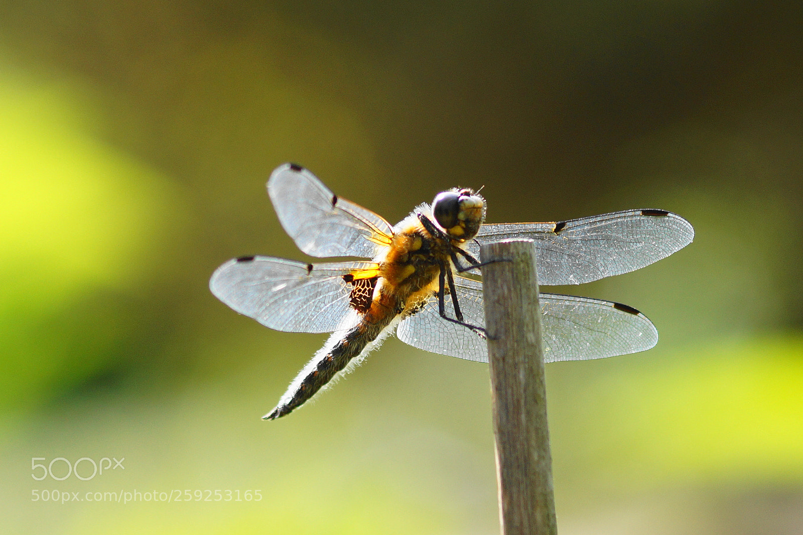 Sony SLT-A58 sample photo. Libelle photography