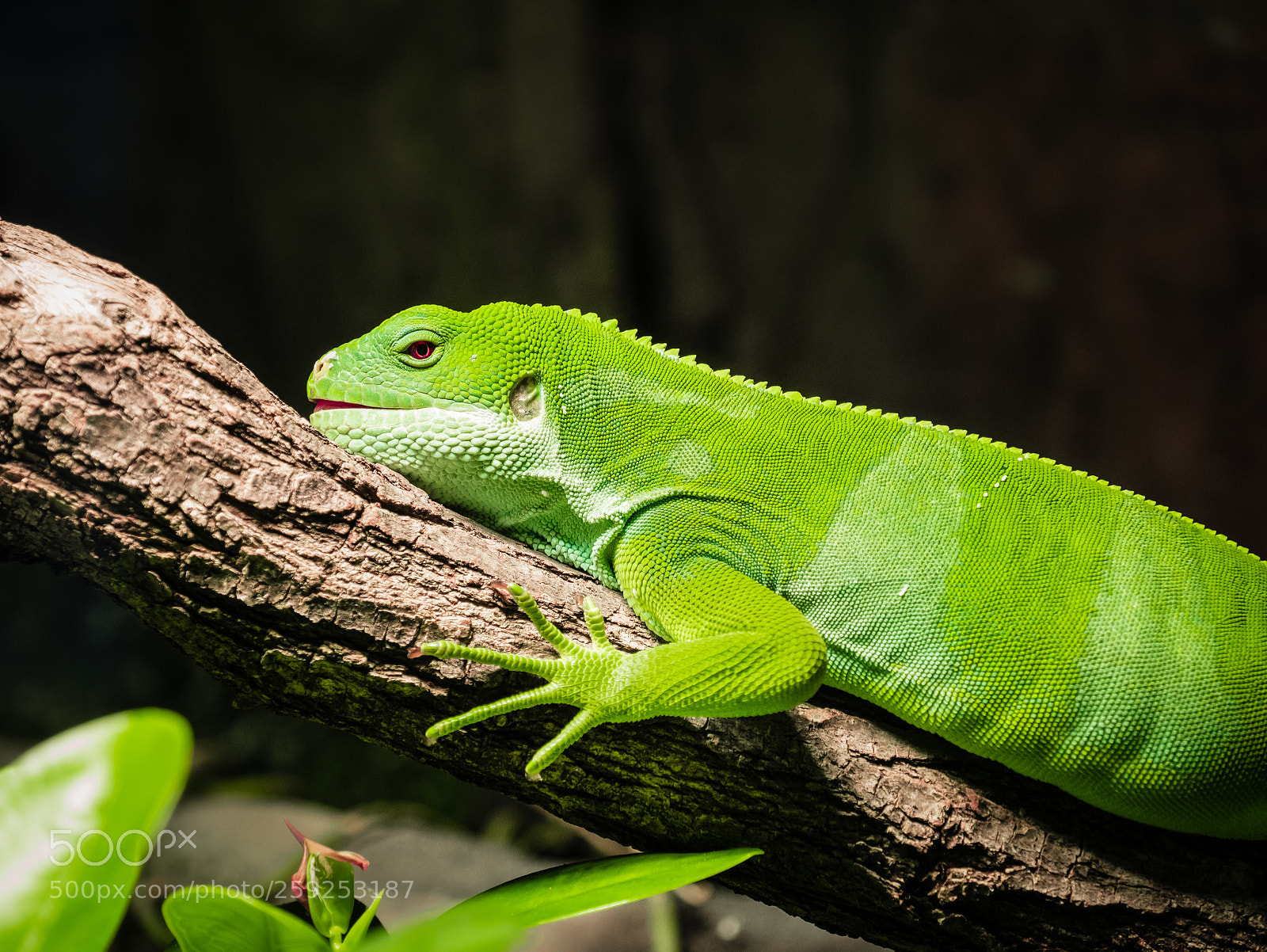 Panasonic Lumix DMC-GX85 (Lumix DMC-GX80 / Lumix DMC-GX7 Mark II) sample photo. Red eyes on green photography