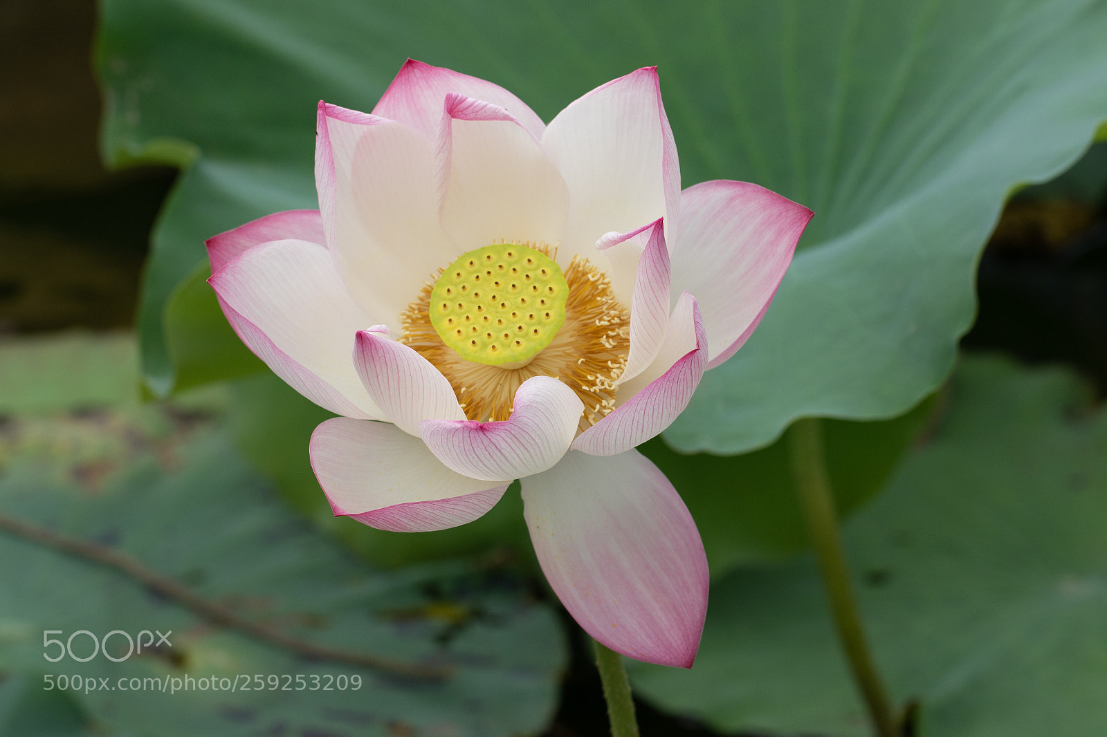 Canon EOS 7D Mark II sample photo. Lotus... photography