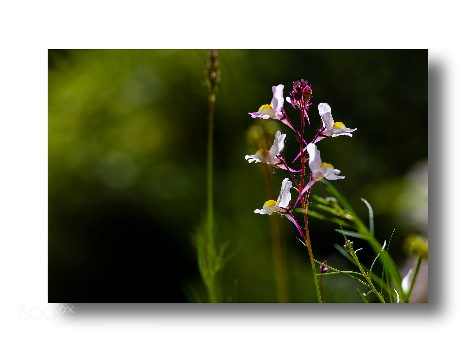 Canon EOS 5D Mark II sample photo. Flower photography