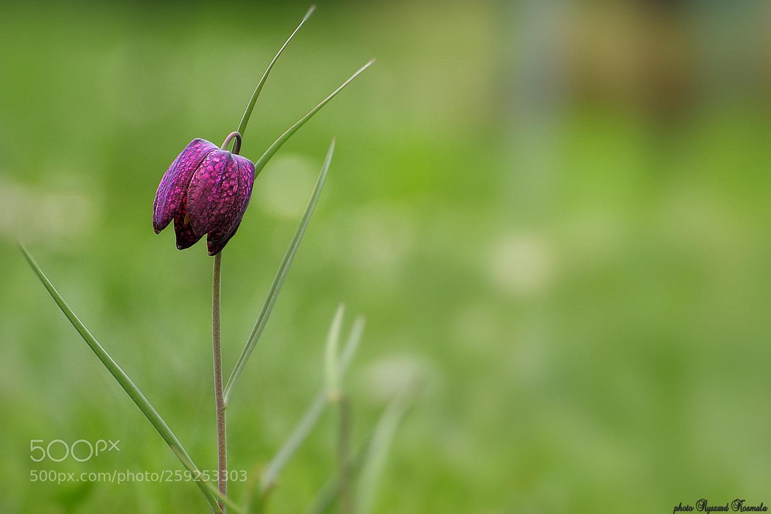 Sony Alpha DSLR-A300 sample photo. Lonely lily photography