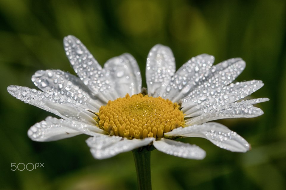 Canon EF 100mm F2.8L Macro IS USM sample photo. Morning dew photography