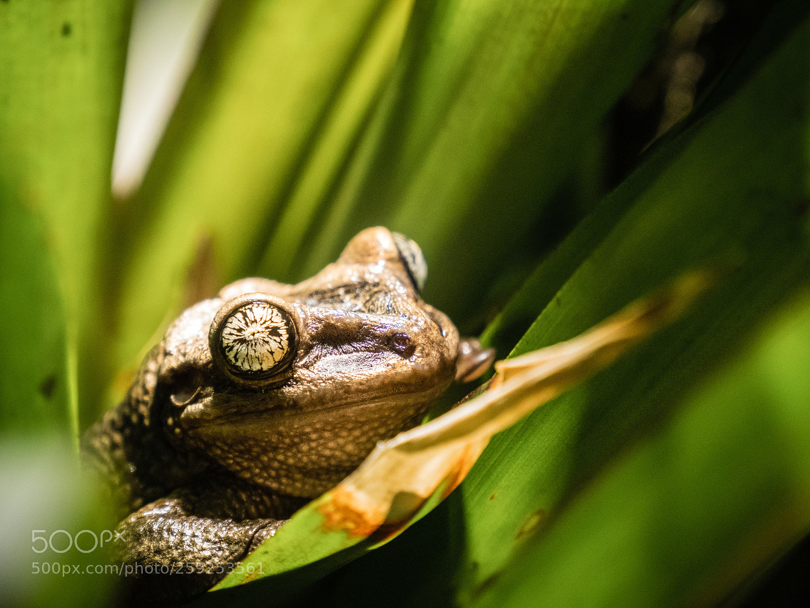 Panasonic Lumix DMC-GX85 (Lumix DMC-GX80 / Lumix DMC-GX7 Mark II) sample photo. Eye or artwork? photography