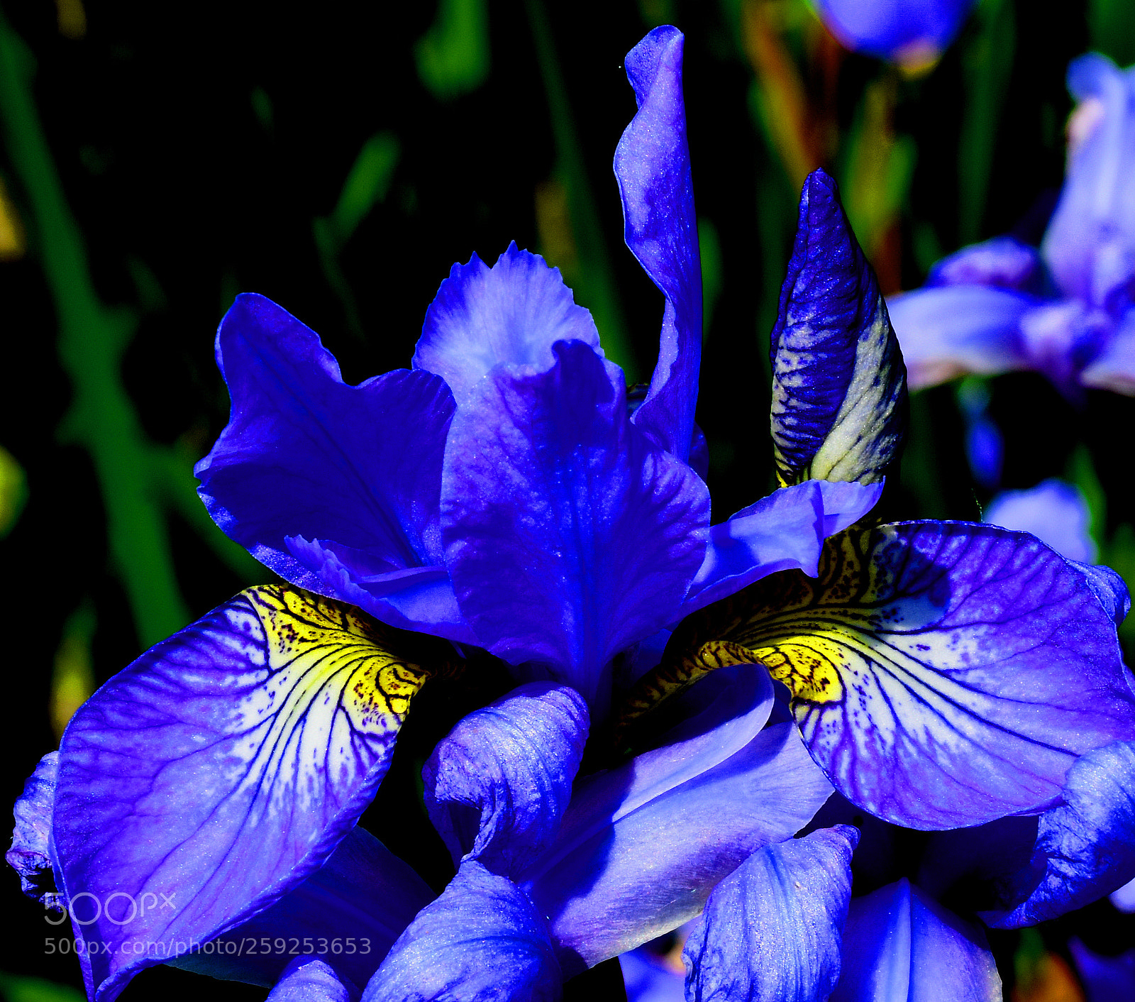 Nikon D7200 sample photo. Charmerolles flower design photography