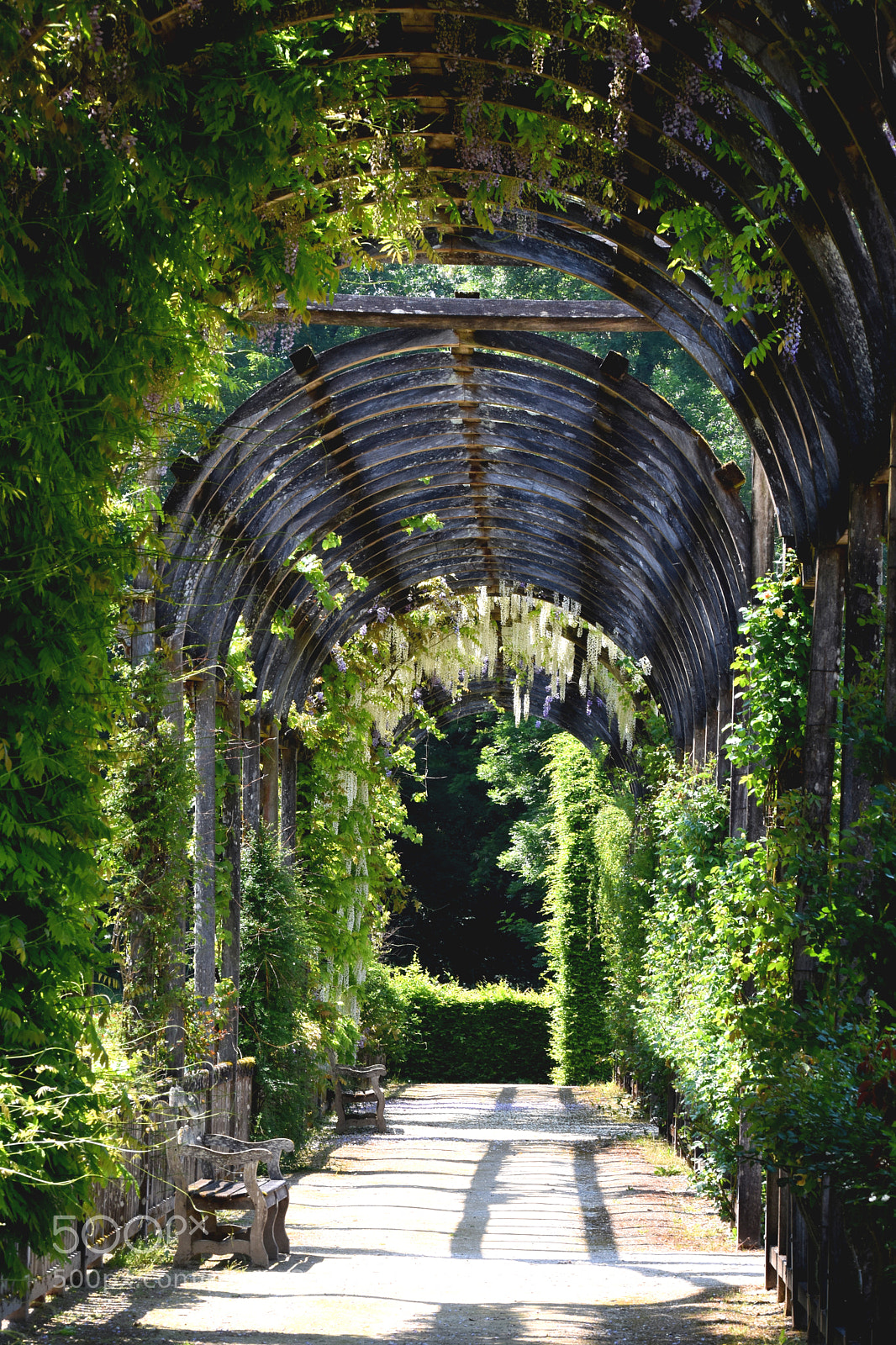 Nikon D7200 sample photo. Charmerolles flower tunnel photography