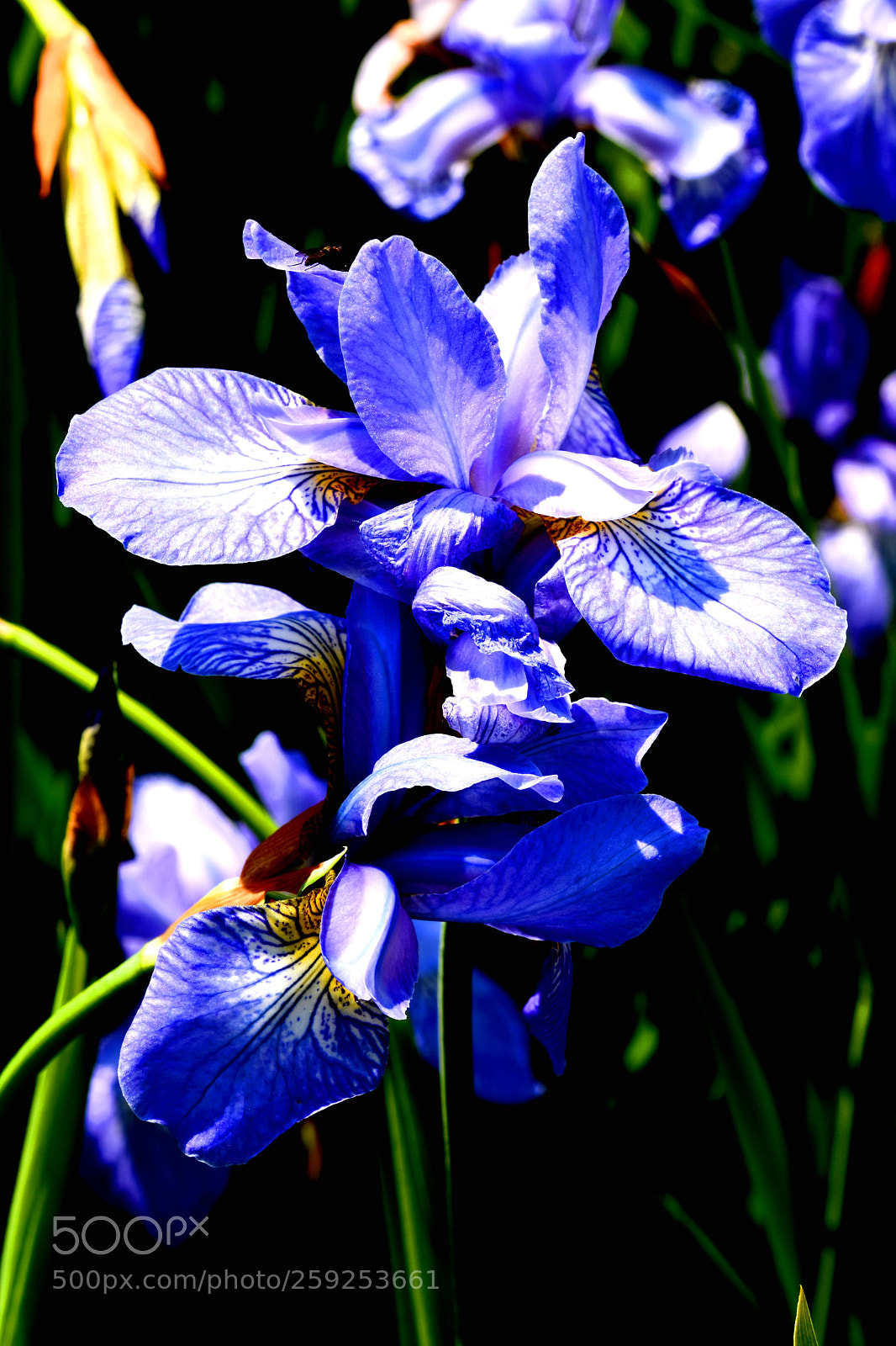Nikon D7200 sample photo. Charmerolles flowers photography