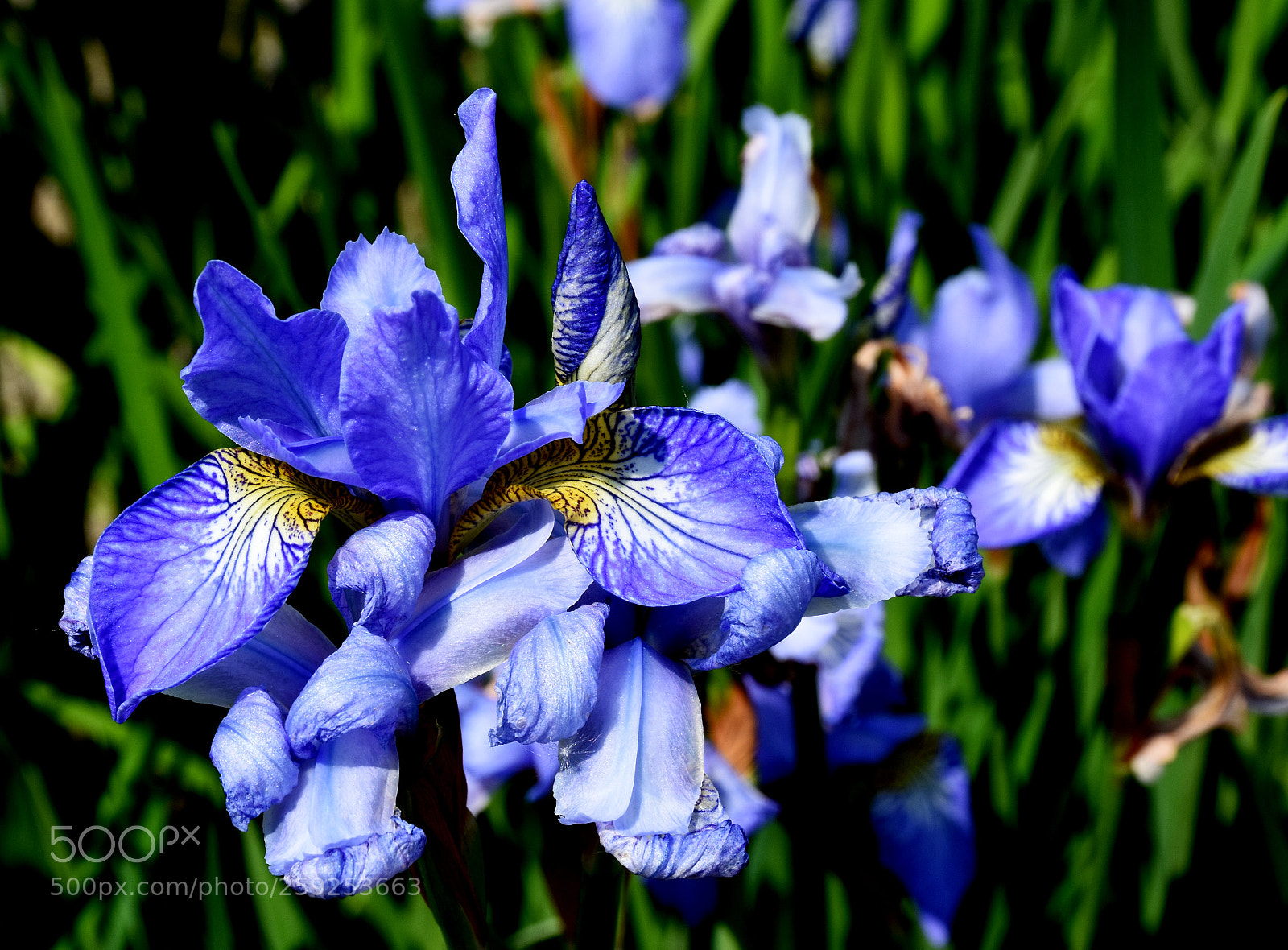 Nikon D7200 sample photo. Charmerolles flowers photography