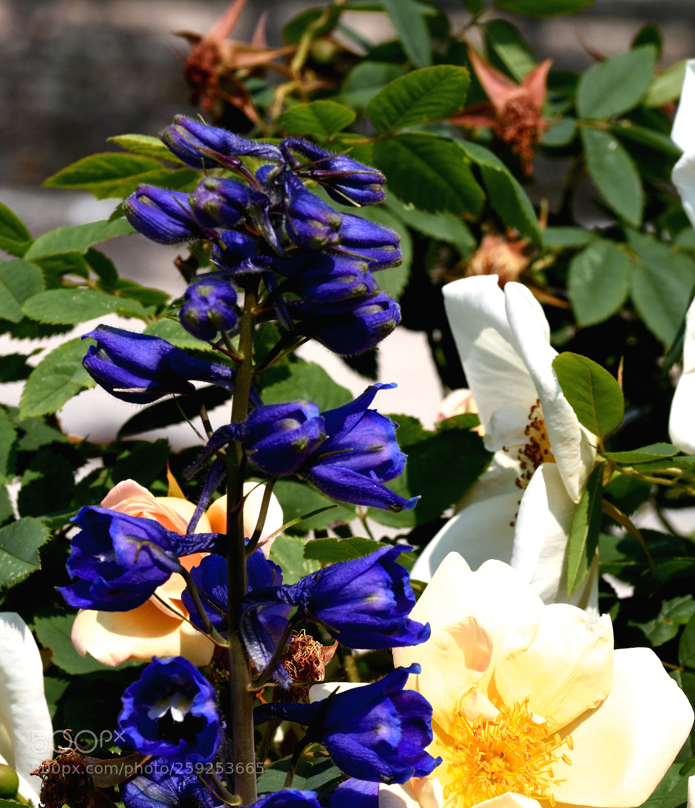 Nikon D7200 sample photo. Charmerolles flowers photography
