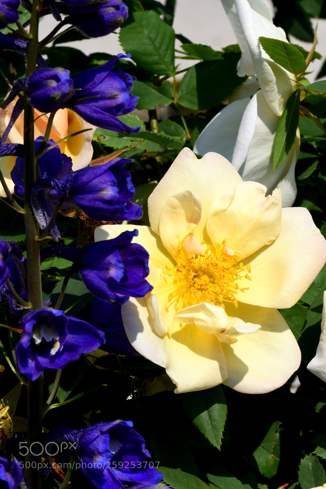 Nikon D7200 sample photo. Charmerolles flowers photography
