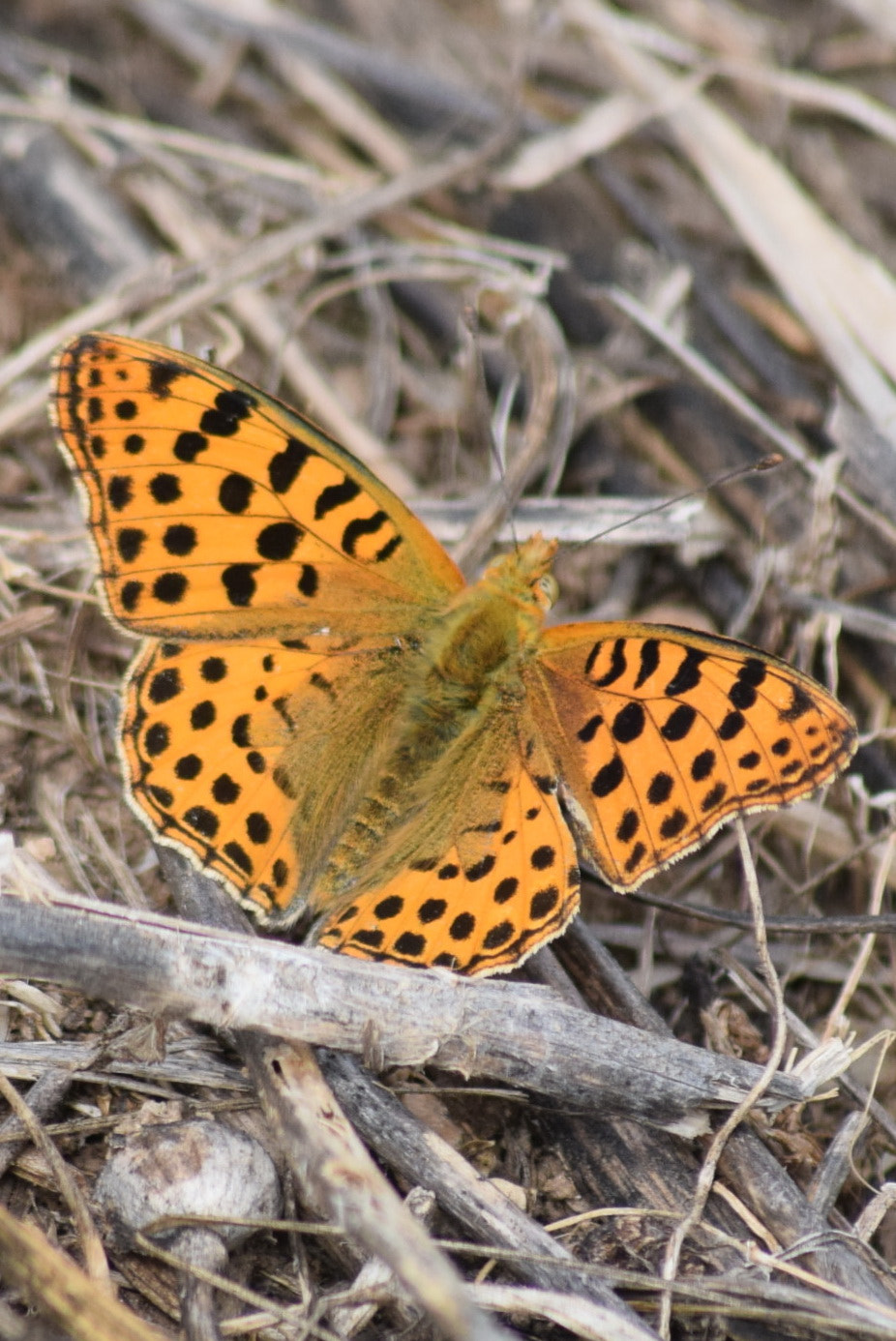 Nikon D3300 + Sigma 70-300mm F4-5.6 APO DG Macro sample photo. Orange and black photography