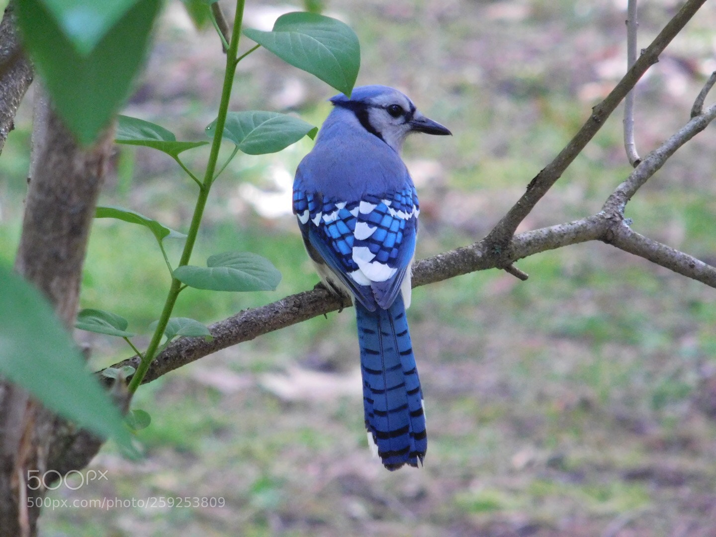 Nikon Coolpix L840 sample photo. Blue jays  photography