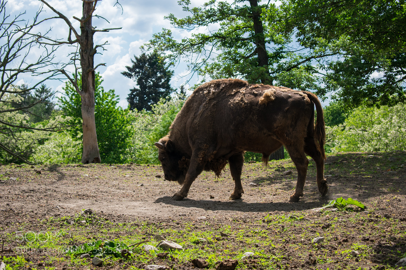 Nikon D3400 sample photo. Zubor in zoo bratislava photography