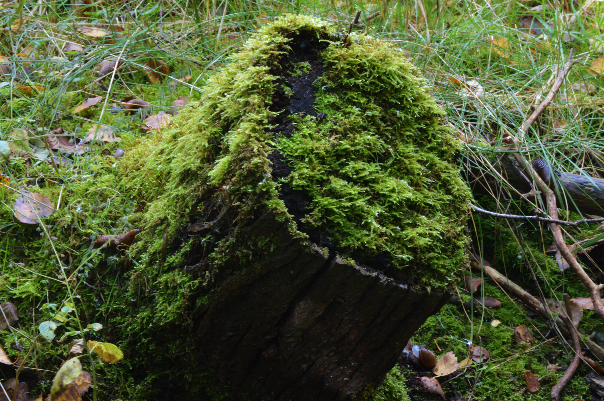 Nikon D3200 sample photo. And the old becomes new again photography