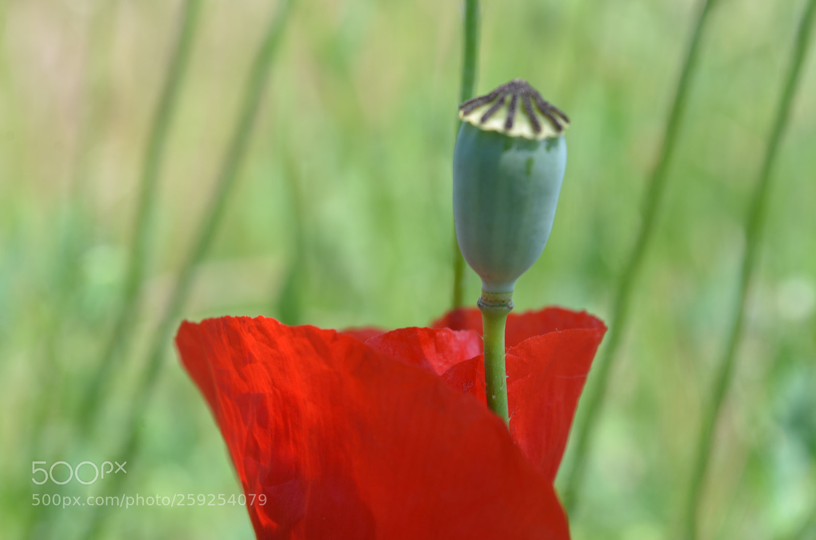 Nikon D5100 sample photo. Lady in red photography