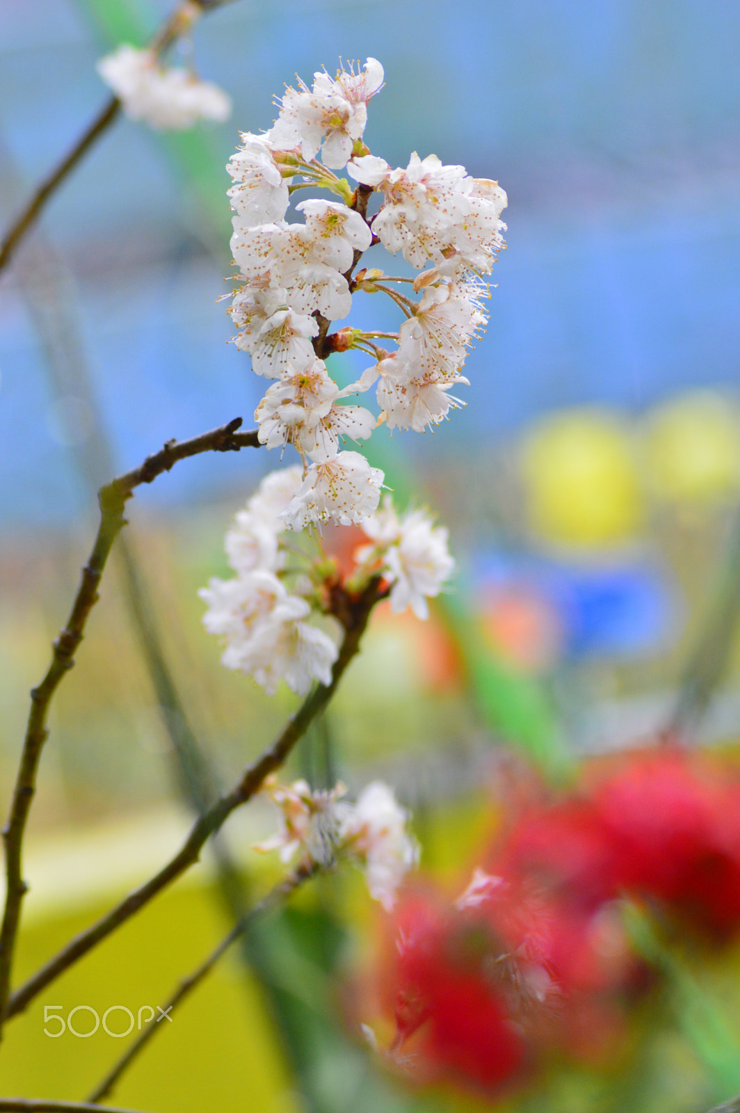 Nikon D3200 + AF Zoom-Nikkor 70-300mm f/4-5.6D ED sample photo. Spring flowers photography