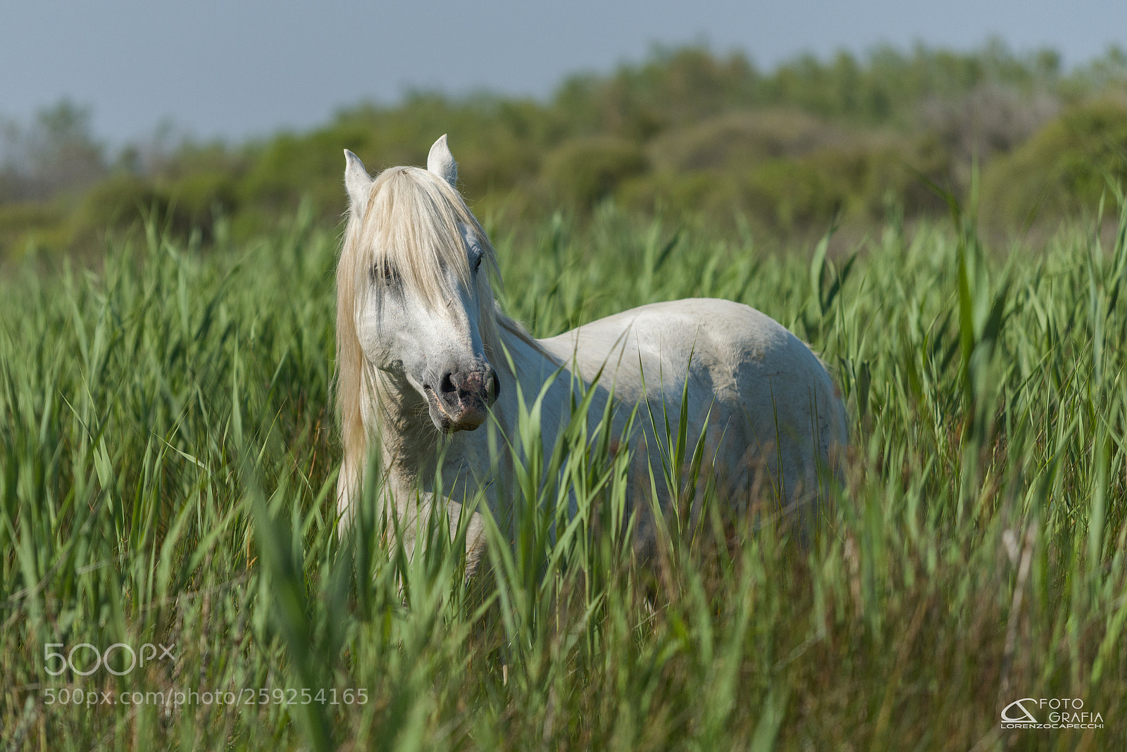 Nikon D810 sample photo. Il camargue photography