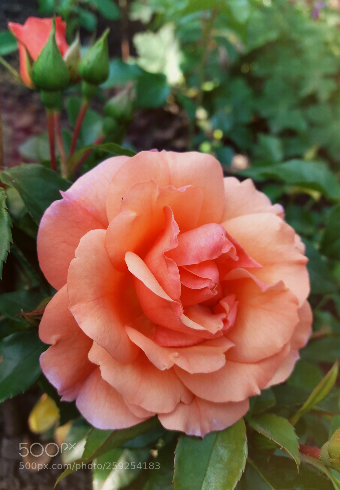 Samsung Galaxy J7 sample photo. Pretty rose ? photography