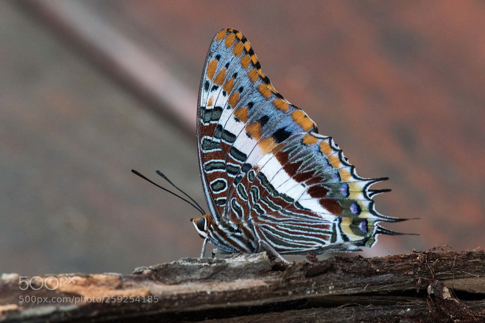 Canon EOS 7D Mark II sample photo. Charaxes jasius photography
