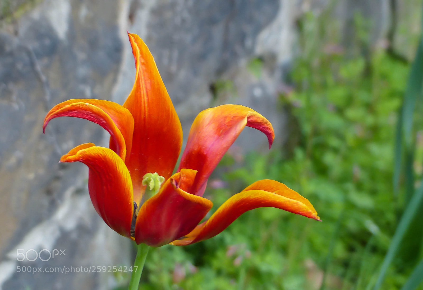 Panasonic Lumix DMC-FZ200 sample photo. The jester's hat photography