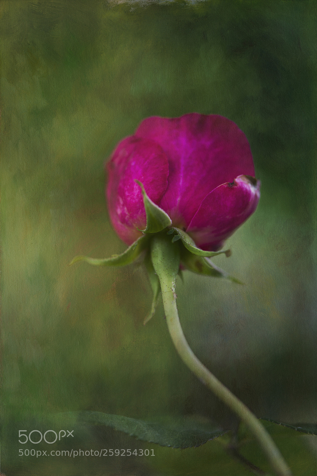 Nikon D600 sample photo. Cerise rose photography