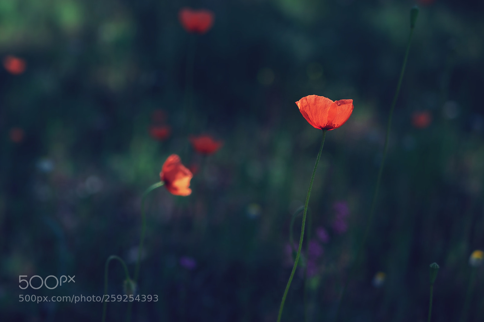 Panasonic Lumix DMC-GX8 sample photo. Las flores photography