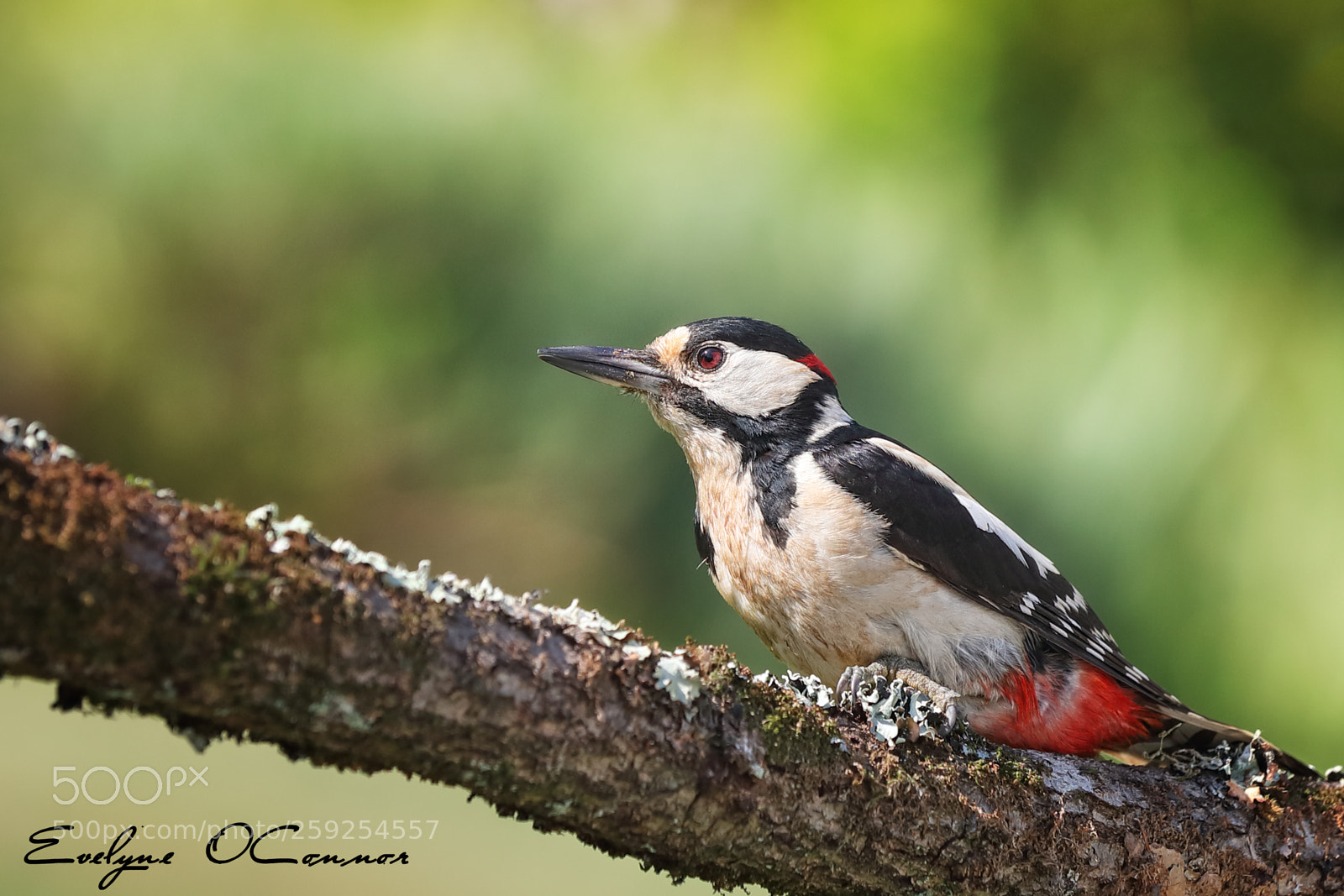 Canon EOS-1D X Mark II sample photo. Great spotted woodpecker (male) photography