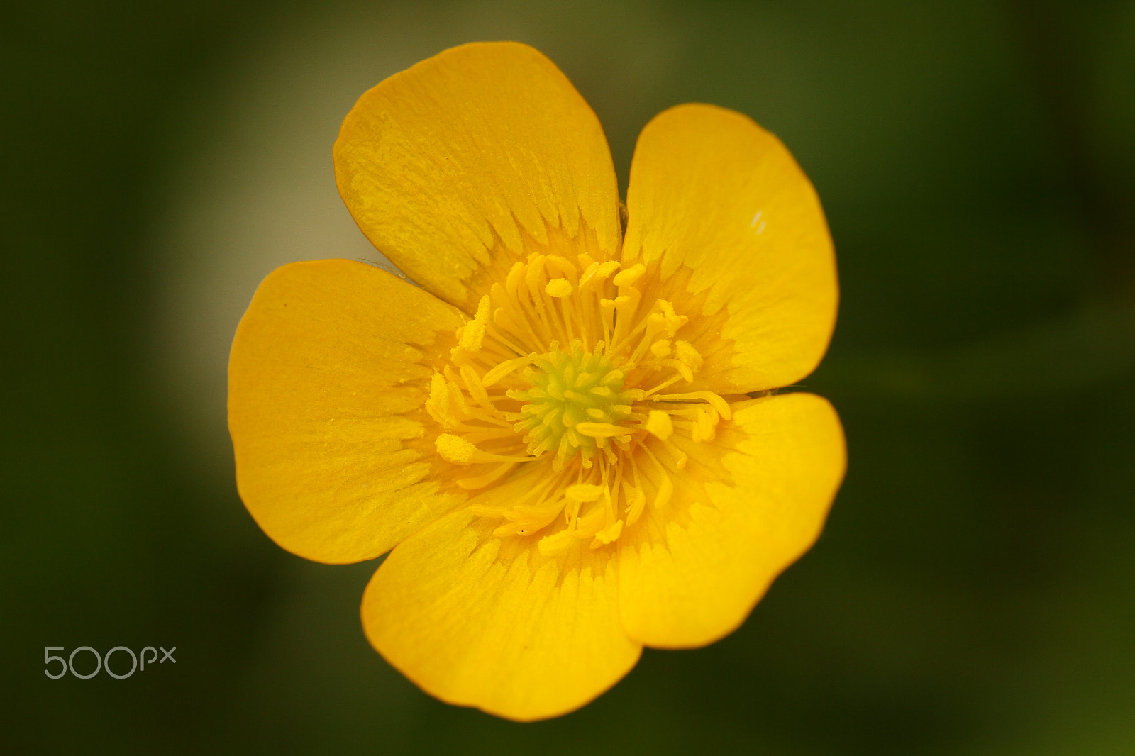 Canon EF 100mm F2.8L Macro IS USM sample photo. Buttercup 2 photography