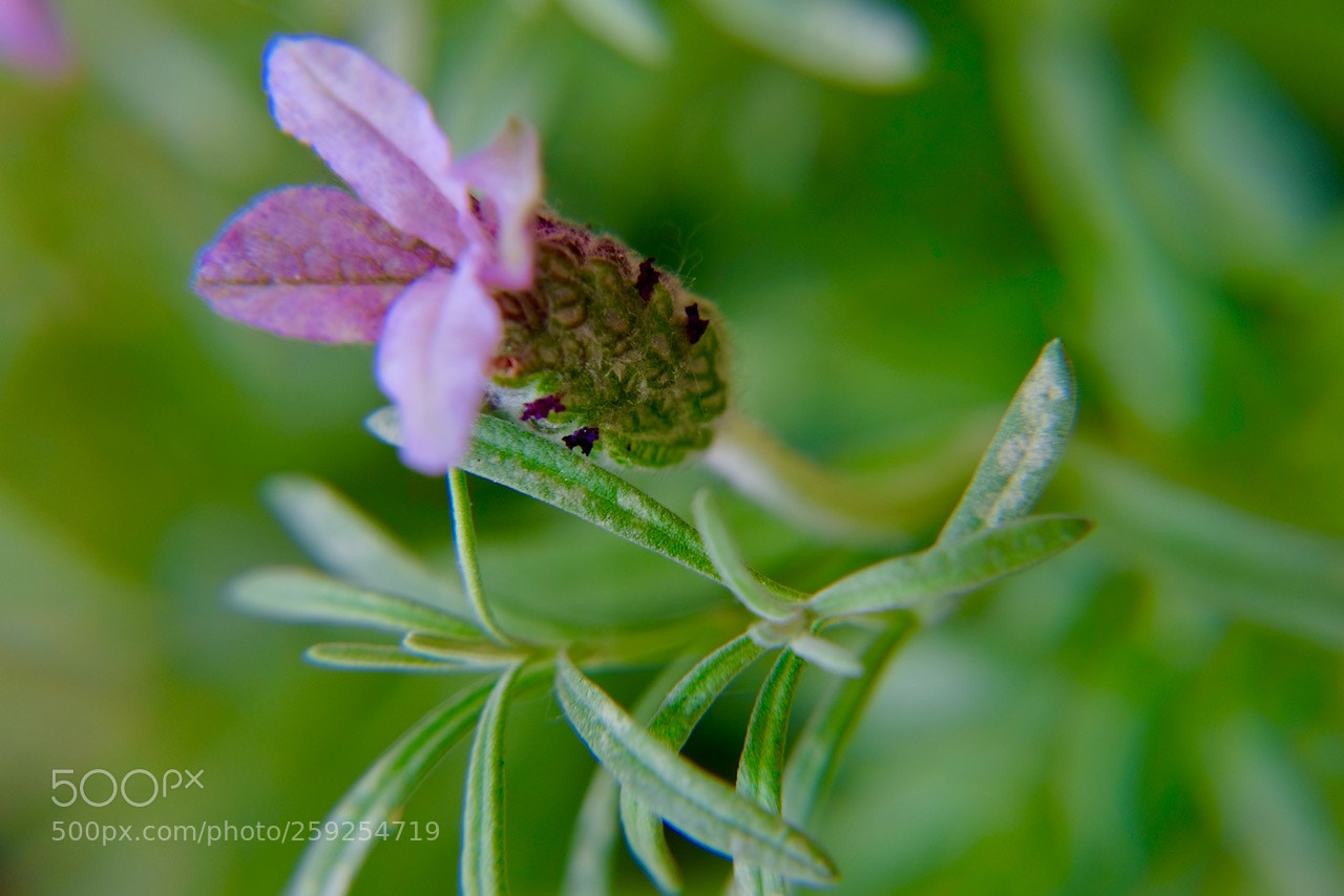 Fujifilm X-T1 sample photo. Lavender blossom photography
