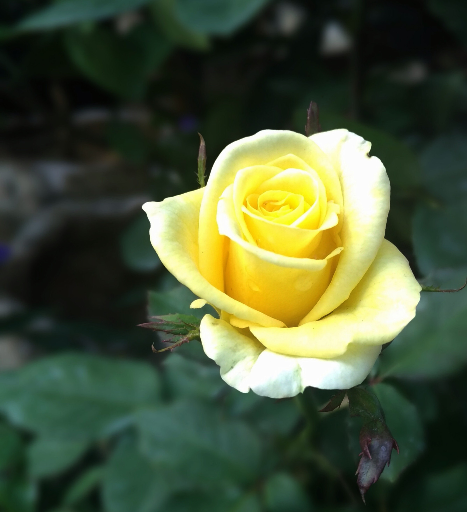 ASUS Z012DB sample photo. Yellow rose photography