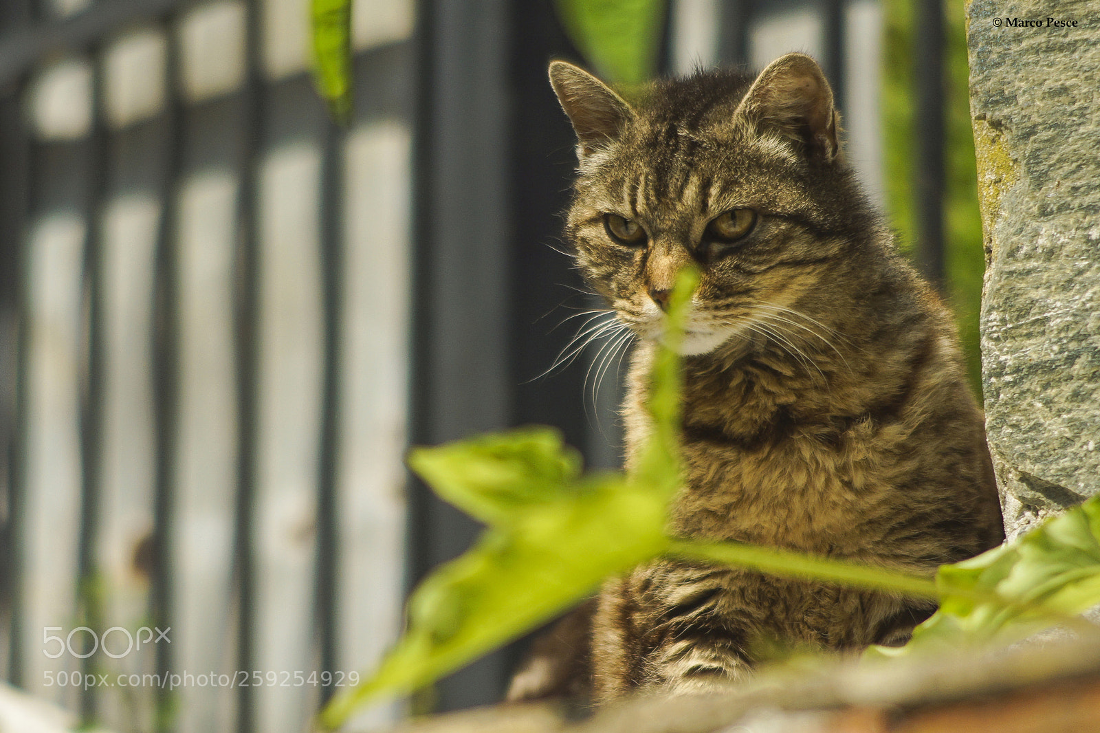 Sony SLT-A68 sample photo. Angry cat photography