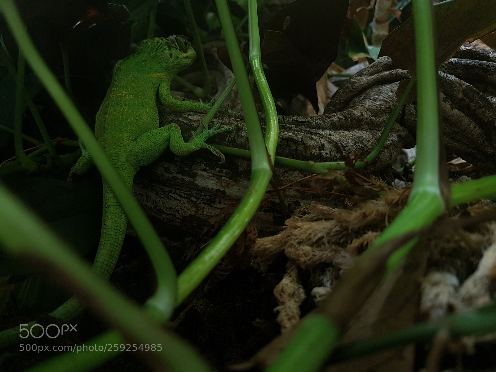 Samsung Galaxy S8 sample photo. A green beauty :) photography