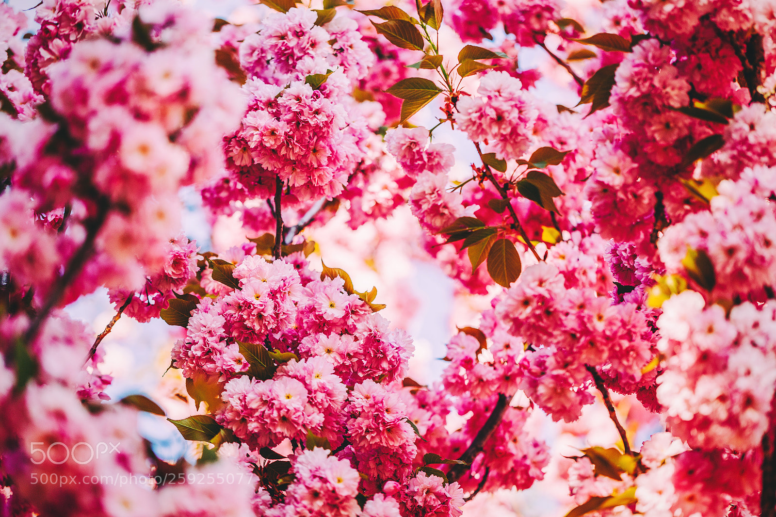 Canon EOS 6D sample photo. Sakura blossom photography