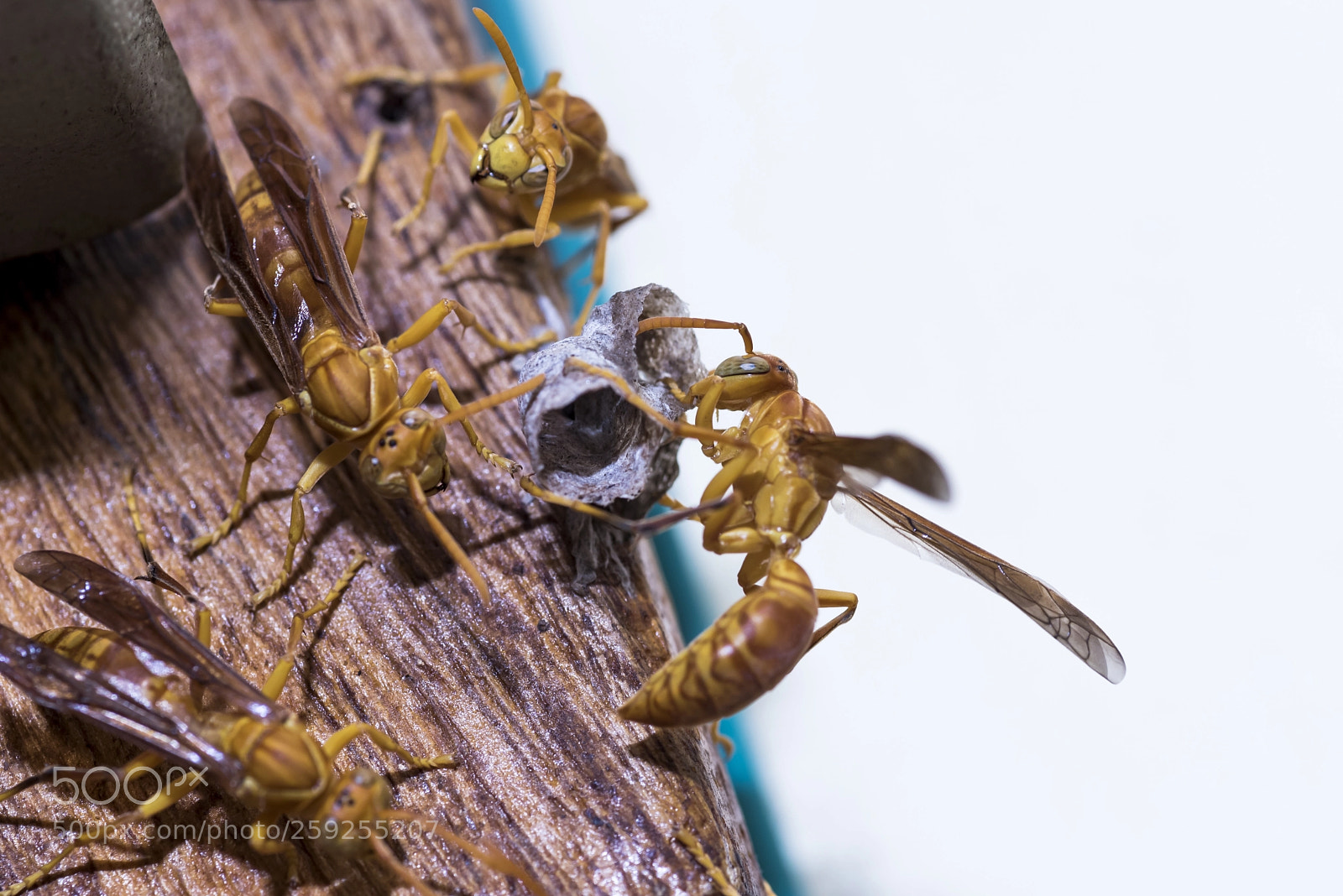Nikon D750 sample photo. Hornets building nest photography