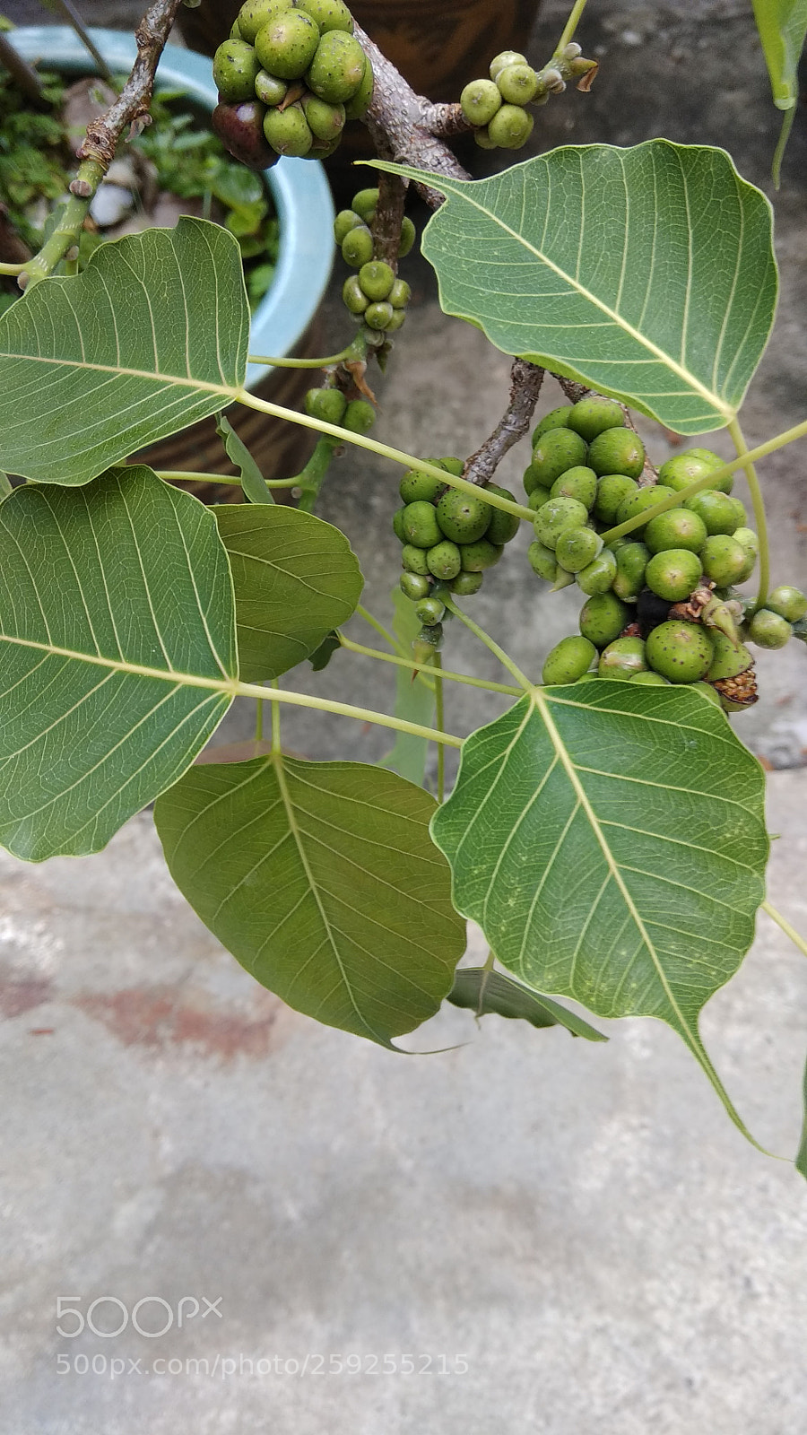 Xiaomi Redmi Note 4 sample photo. Leaves of wisdom photography