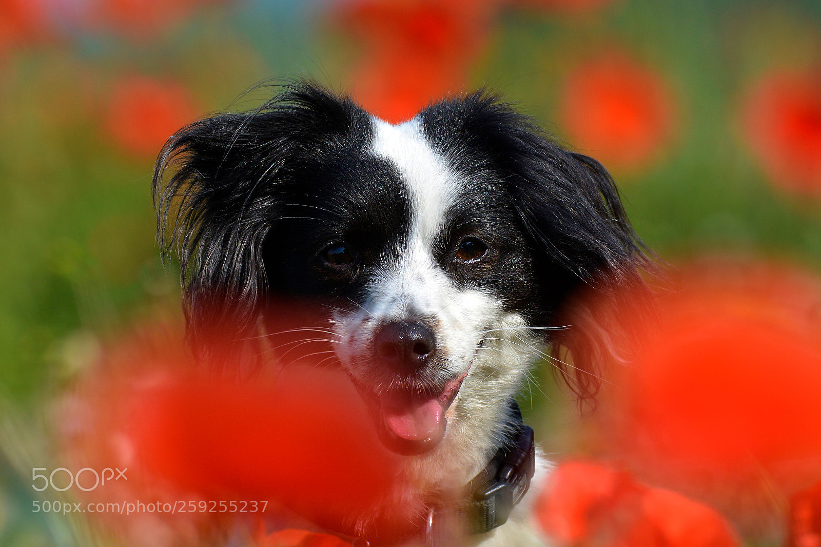 Nikon D7100 sample photo. Poppies photography