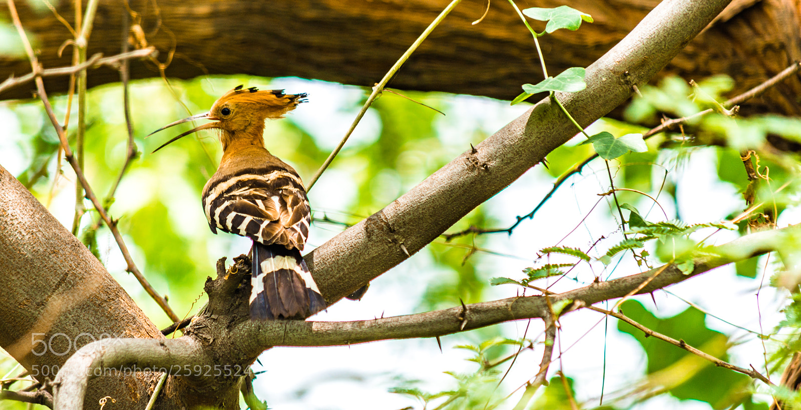 Nikon D7100 sample photo. Golden woodpecker photography