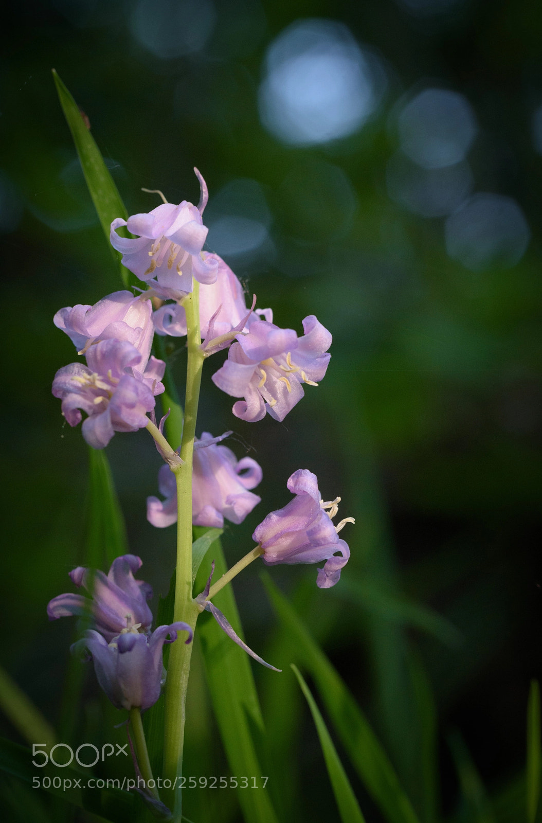 Nikon D5500 sample photo. Everything you know has photography