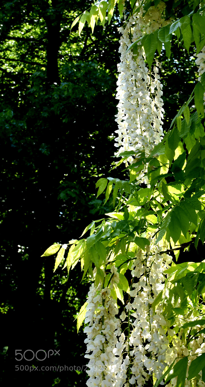 Nikon D7200 sample photo. Charmerolles flowers hanging photography