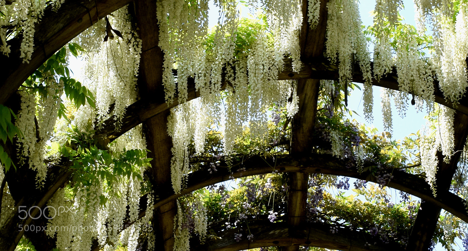Nikon D7200 sample photo. Charmerolles flowers hanging photography