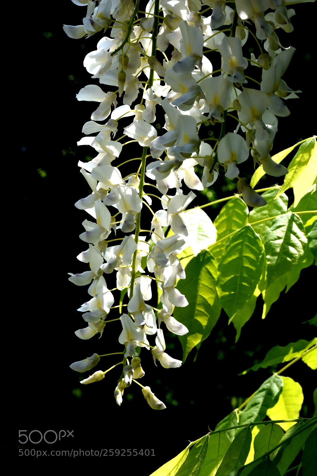 Nikon D7200 sample photo. Charmerolles flowers hanging photography