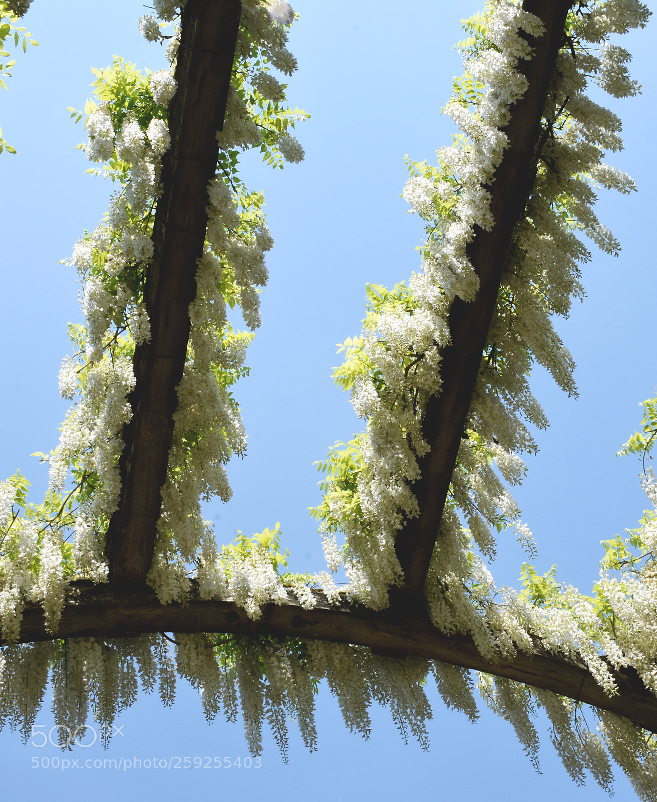Nikon D7200 sample photo. Charmerolles flowers hanging photography