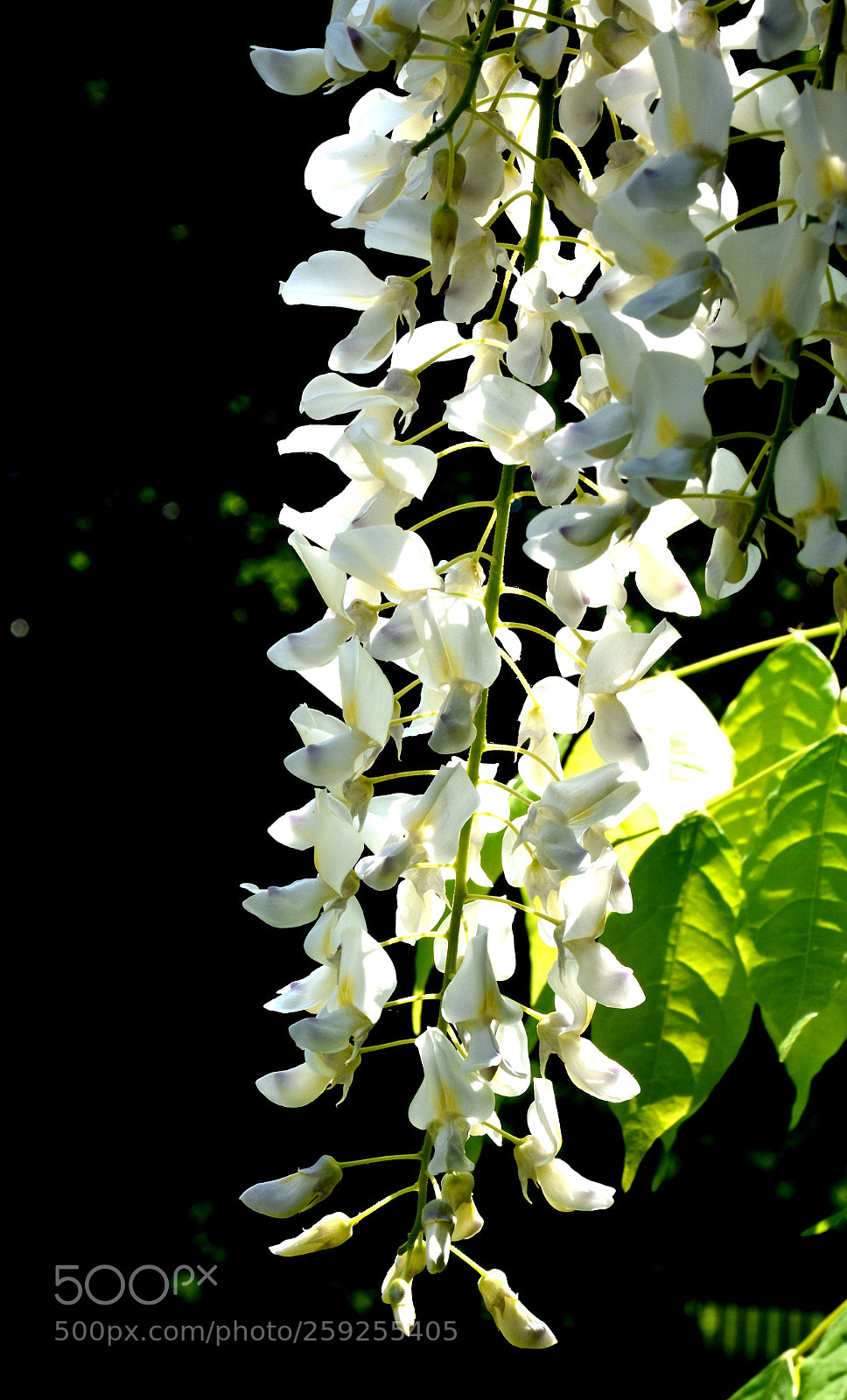 Nikon D7200 sample photo. Charmerolles flowers hanging photography