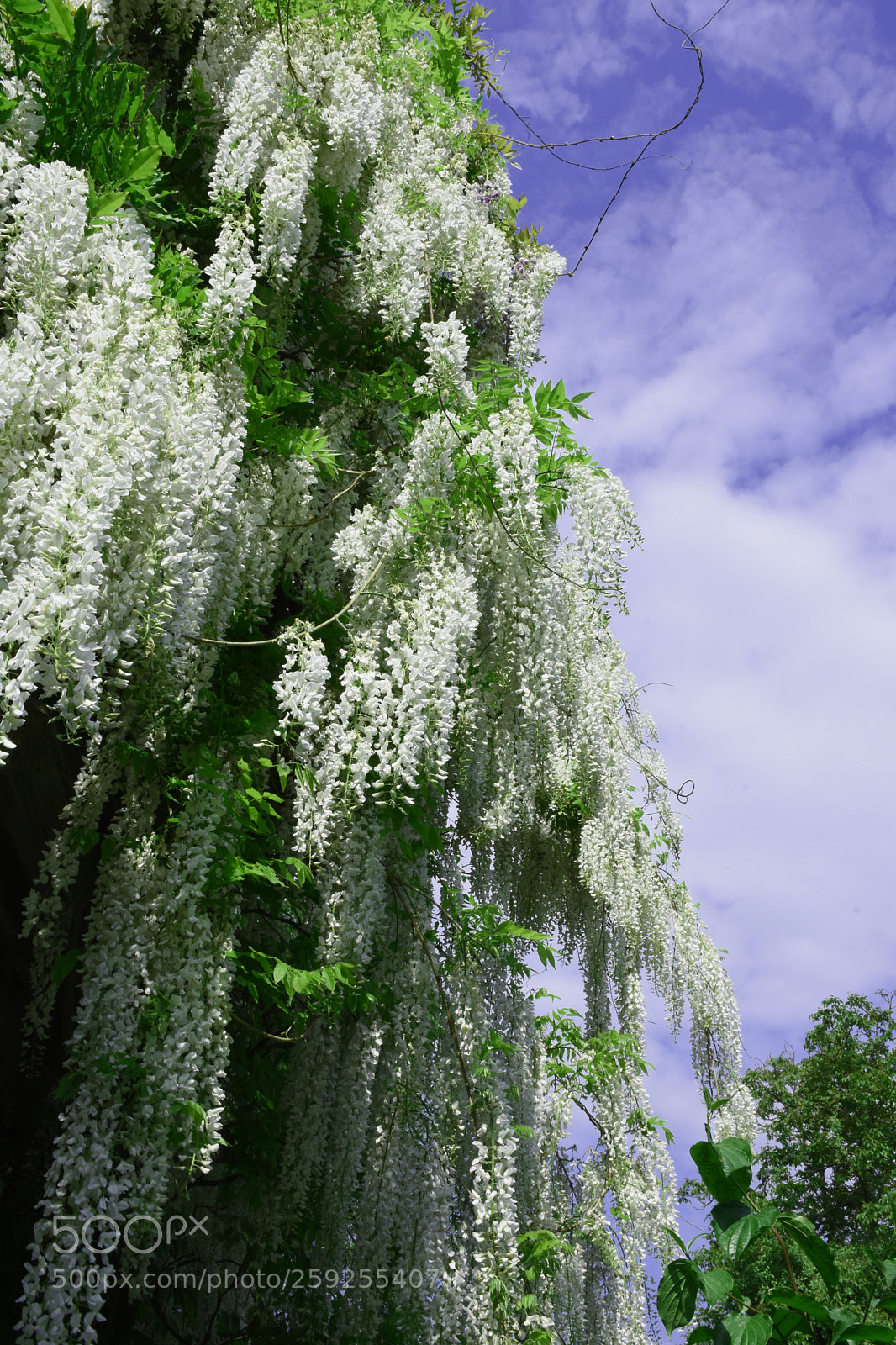 Nikon D7200 sample photo. Charmerolles flowers hanging photography