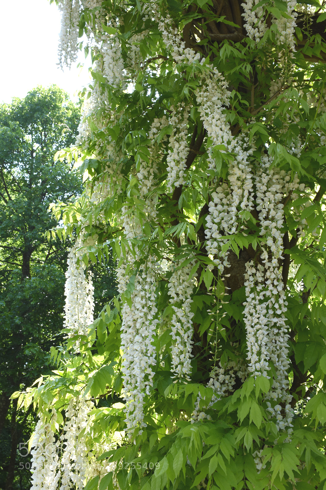 Nikon D7200 sample photo. Charmerolles flowers hanging photography