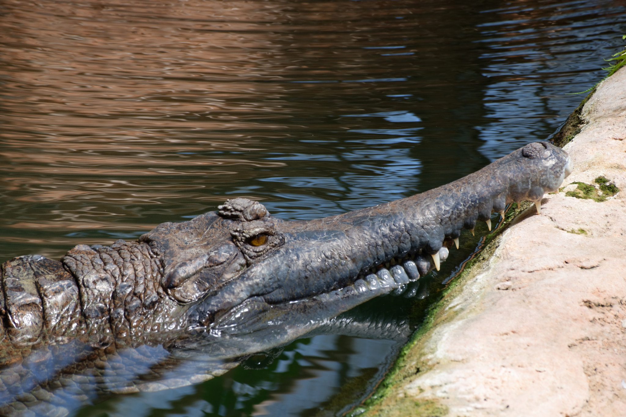 Nikon D5500 + Nikon AF-S DX Nikkor 18-140mm F3.5-5.6G ED VR sample photo. Gavial du gange photography