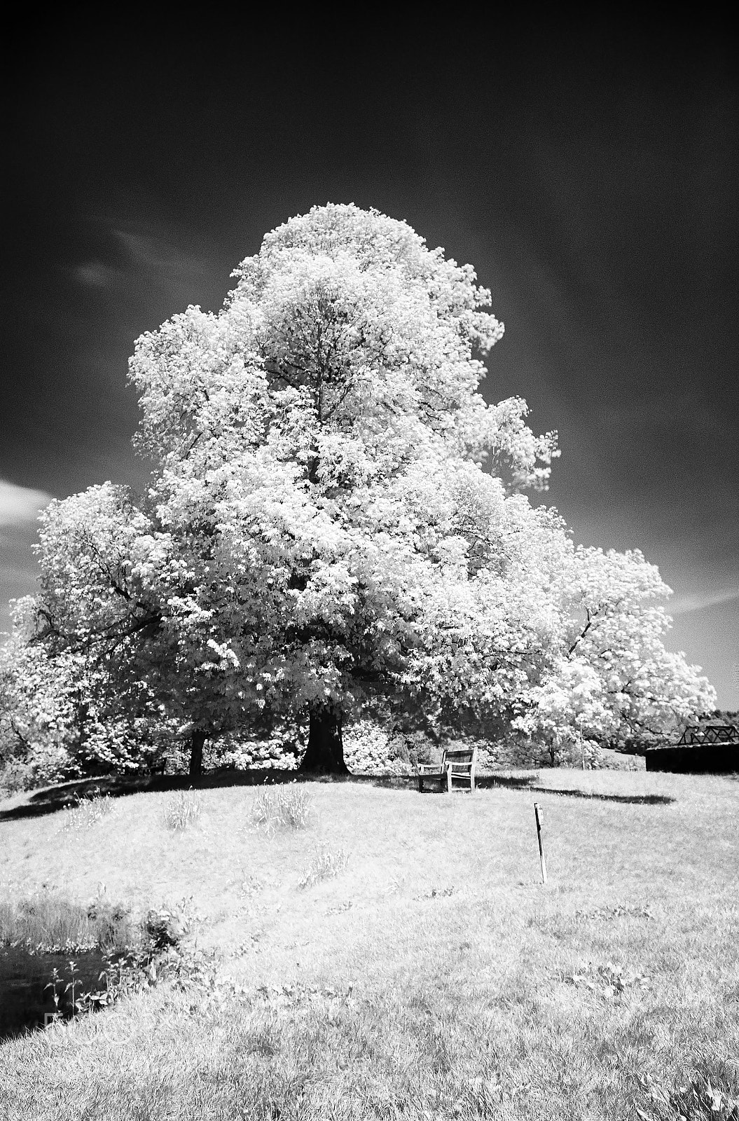 Nikon D200 sample photo. Oak tree infared 720nm photography