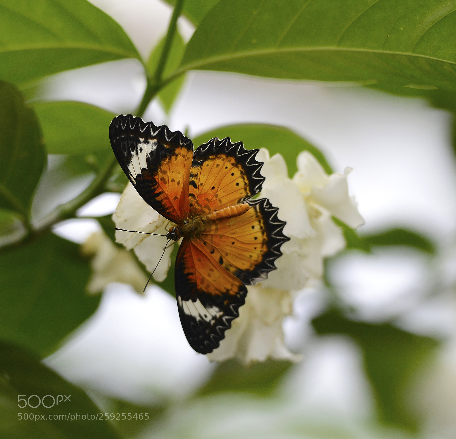 Nikon D800 sample photo. Orange eater photography