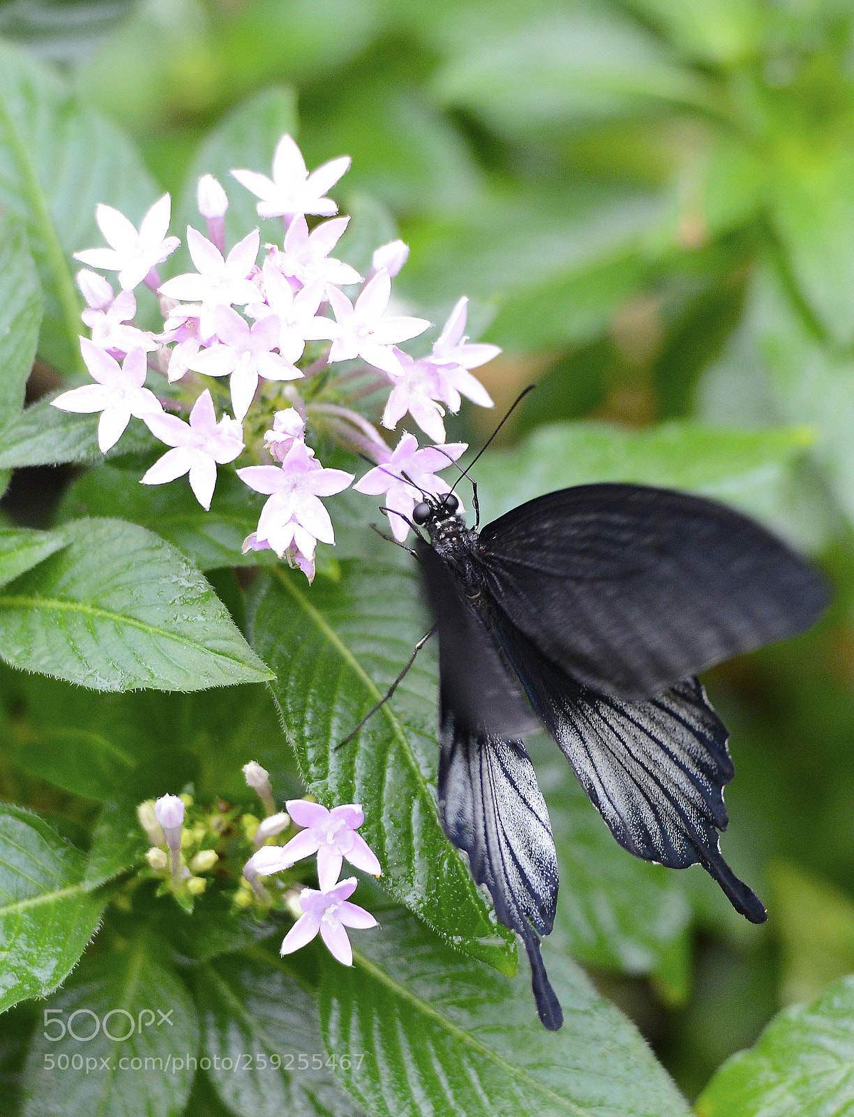 Nikon D800 sample photo. Fly nd edit photography